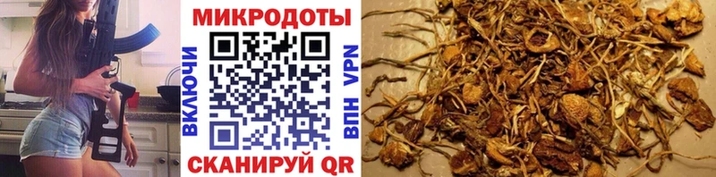 Галлюциногенные грибы Psilocybe  Купить  Гусев 